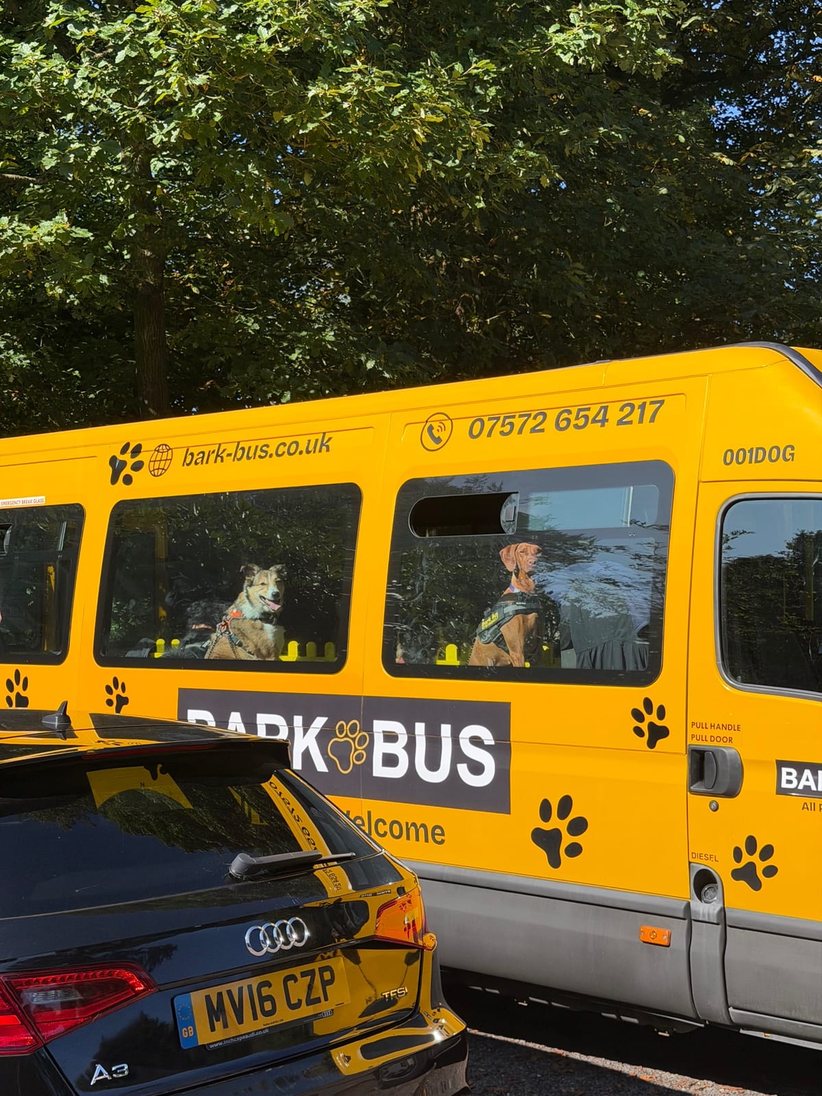 Bark Bus pool party — photo 3