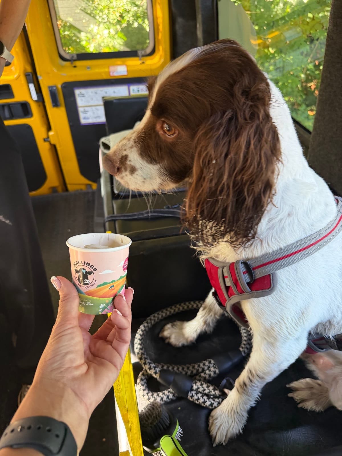 Bark Bus pool party — photo 5