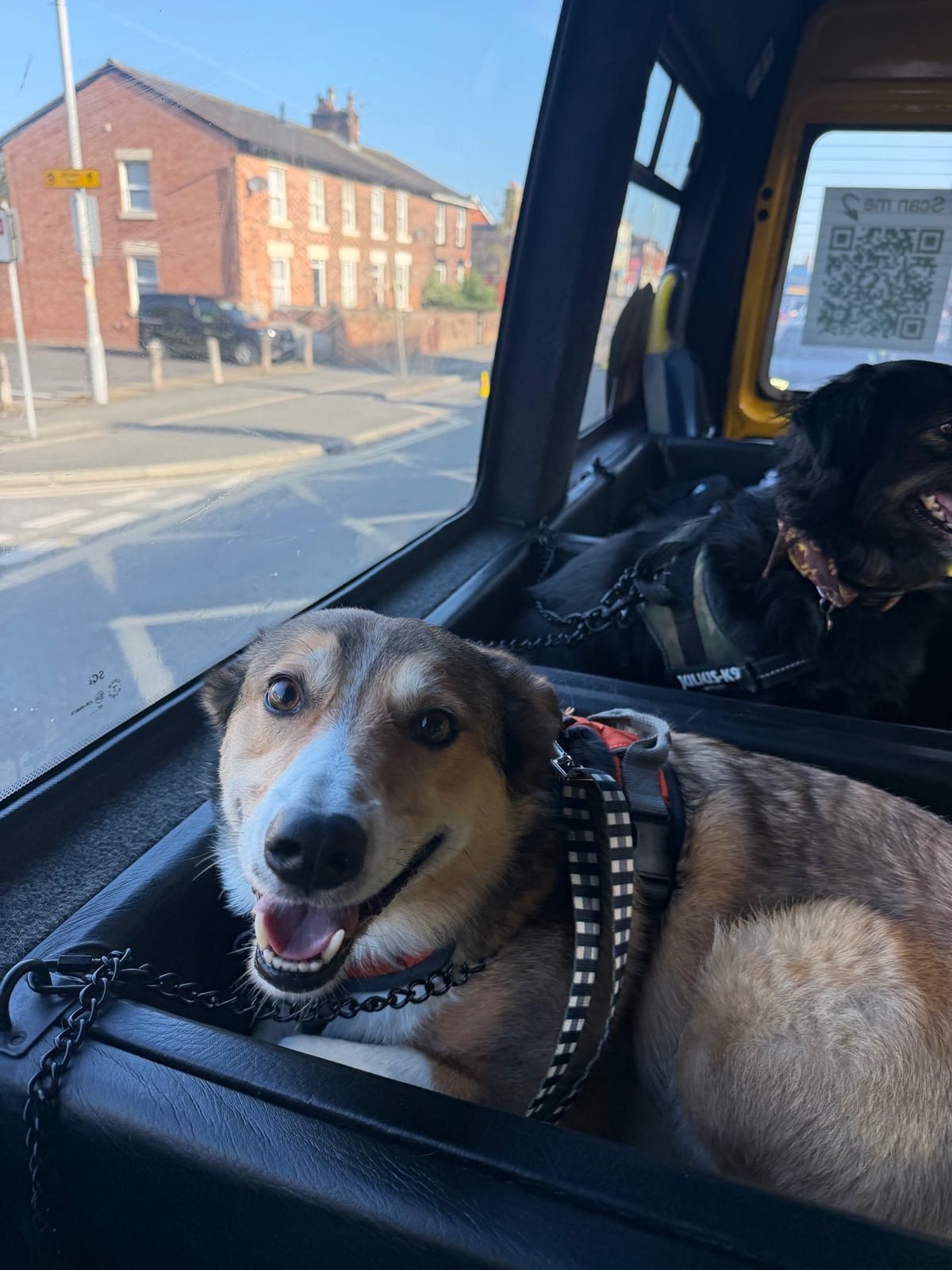 Bark Bus pool party — photo 6