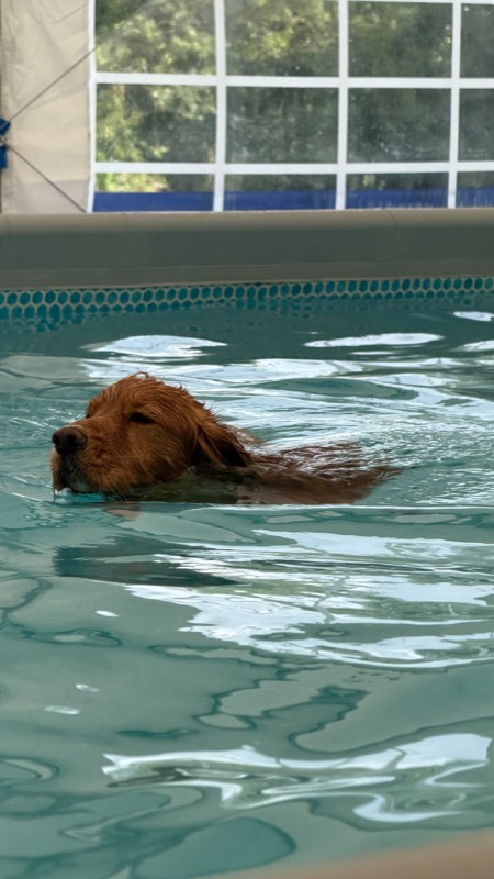 Bark Bus pool party — photo 10