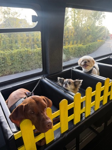 Bark Bus pool party — photo 11